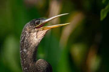 Anhinga bird with an open beak and detailed plumage.