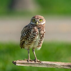 Burrowing Owl (Athene cunicularia) Perched on Wooden Beam