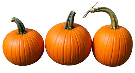 Obraz premium Three orange pumpkins with green stems of varying sizes, isolated on transparent background