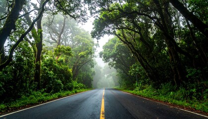 Lush forest road shrouded in mist