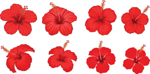 Set of red hibiscus flower vector illustrations in tropical style for summer design, exotic decor, nature art and floral themes.