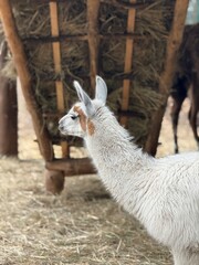 Llama Portrait with Hay Feeder in the Background