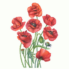 Fototapeta premium Bouquet with red common poppy flower with leaves (Papaver rhoeas, corn poppy). Floral botanical greeting card. Hand drawn watercolor painting illustration isolated on white background.