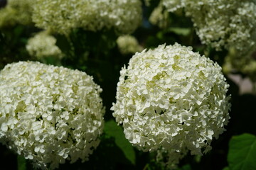 image of beautiful white hydrangea bloom (
hydrangea arborescens)