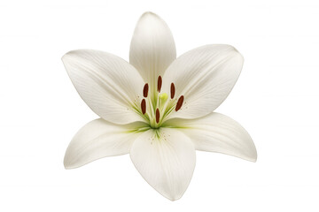 Close-up of a blooming white madonna lily flower with a transparent background, perfect for design projects