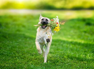 puppy running on green meadow on summer sunny day with bouquet of wild flowers