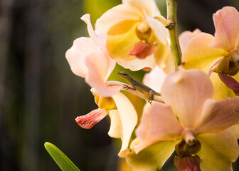 pink orchid flower with a lizard © vincent