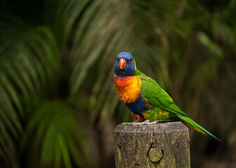 rainbow lorikeet parrot