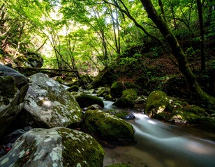 Lush forest stream (4)