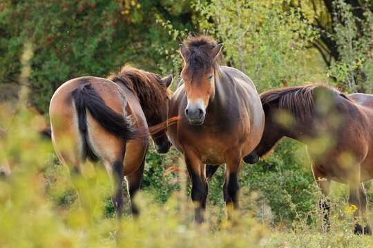 Group of Exmoor ponies, Equus ferus caballus resting on grassland near Benatky nad Jizerou, Czech Republic, rare ancient pony breed in wildlife conservation habitat.