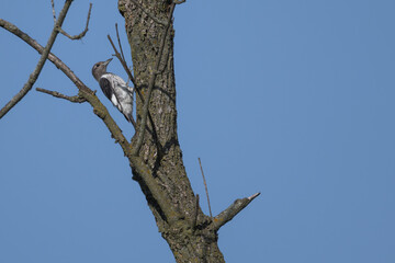 Juvenile red-headed woodpecker perched on a branch.