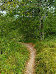 Camino en el bosque entre arboles verdes