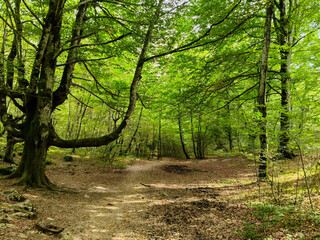 Camino en el bosque entre arboles verdes