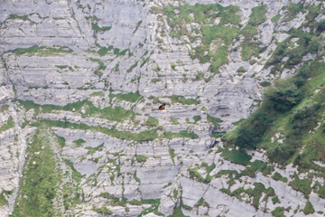 Buitre leonado sobrevolando un acantilado