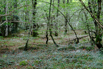 Fotografía en el Bosque, con hojas en el suelo