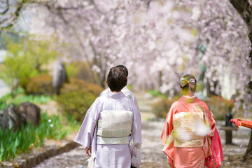 Two women in traditional Japanese clothing walk down a path under cherry blossoms. The scene is serene and peaceful, with the women enjoying the beauty of nature