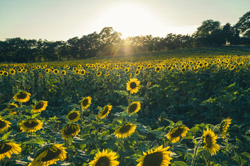 Fototapeta premium field of sunflowers