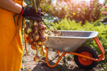 Close up of onion harvest. Farmer picking ripe onions holding bunch of vegetables by wheelbarrow....