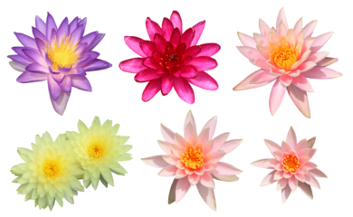 collection of waterlilies flowers isolated on transparent background, Nymphaea, png