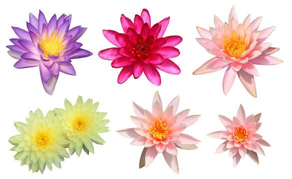 collection of waterlilies flowers isolated on transparent background, Nymphaea, png