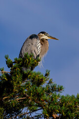 Great Blue Heron
