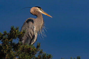 Great Blue Heron