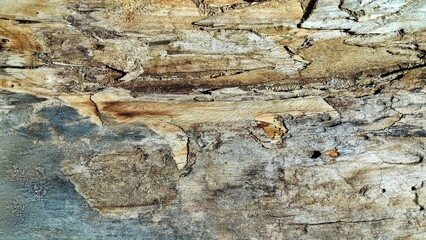 Natural Textured Wood Grain Surface Rustic Organic Patterns