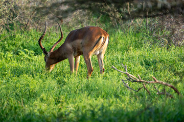Wild animals with horns in Pilanesberg National Park, South Africa.