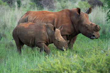 Obraz premium Rhino observation in Pilanesberg National Park, South Africa. 