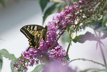 Old World Swallowtail or common yellow swallowtail (Papilio machaon) sitting on summer lilac in Zurich, Switzerland