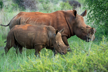 Obraz premium Rhino observation in Pilanesberg National Park, South Africa. 