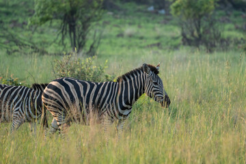 A zebra spotted on safari in Pilanesberg National Park, South Africa.