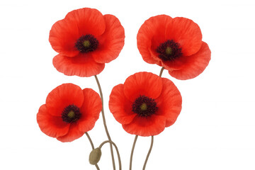 Red Poppies Flowering Against Transparent