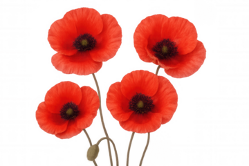 Red poppies flowering against transparent backdrop, symbolizing remembrance and natural beauty with delicate petals