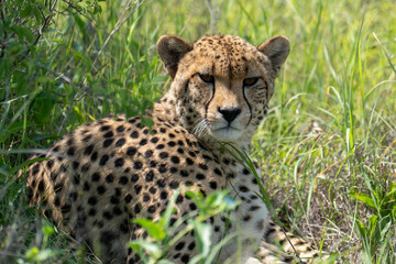 A female cheetah lies comfortably in the shade of a bush in tall grass, resting. Sighting on a safari in Pilanesberg National Park, South Africa.