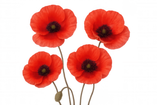 Red poppies flowering against transparent backdrop, symbolizing remembrance and natural beauty with delicate petals