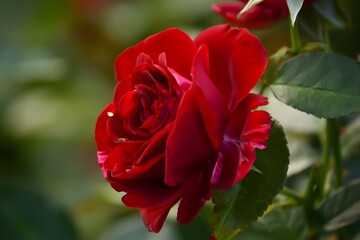 A realistic photograph of a royal rose in full bloom, showcasing its elegant petals, rich color, and delicate texture. The image highlights the beauty and sophistication of the flower.