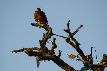 Patagonian bird perched on dry branch against blue sky