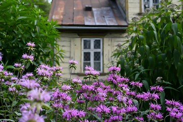 Fototapeta premium A realistic photograph of a park featuring a vibrant flower bed in the foreground and an old house in the background. The colorful flowers contrast with the aged architecture.