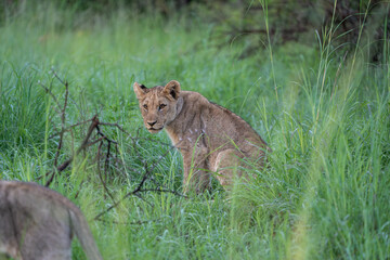 Lion sighting on safari in Pilanesberg National Park, South Africa. In search of the Big 5.