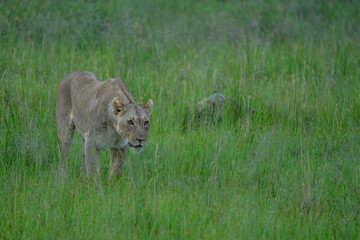 Lion sighting on safari in Pilanesberg National Park, South Africa. In search of the Big 5.