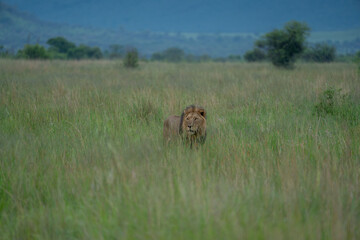 A large, fully grown male lion with a dark mane roams through the grass in search of prey. Safari in South Africa.
