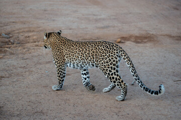 A leopard with its beautiful spotted coat was spotted in Pilanesberg National Park, South Africa.