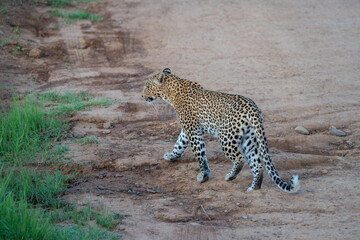 A leopard with its beautiful spotted coat was spotted in Pilanesberg National Park, South Africa.