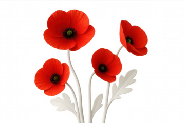 Four red poppies blooming with white stems and white leaves are featured on a transparent background
