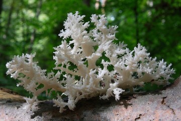 A beautiful unusual mushroom that looks like a coral - Hericium coralloides, commonly known ascoral...