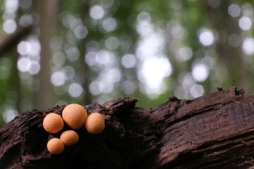 Amazing pink slime mold Lycogala epidendrum - slime molds are interesting organisms between...