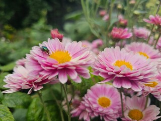 Obraz premium pink chrysanthemum flowers