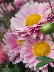 Obraz premium pink gerber daisy