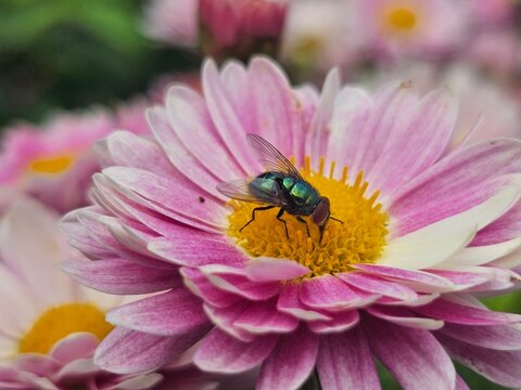 pink flower, fly on the flower